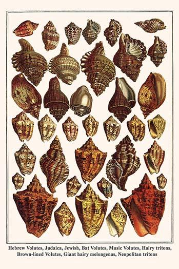 Hebrew Volutes, Judaica, Jewish, Bat Volutes, Music Volutes, Hairy Tritons,  Brown-Lined Volutes, Giant Hairy Melongenas, Neopolitan Tritons -- Voluta  Ebraea, Cymbiola Vespertilio, Voluta Musica, Cymatium Pileare, Harpulina  Lapponica, Pugilina Morio ...