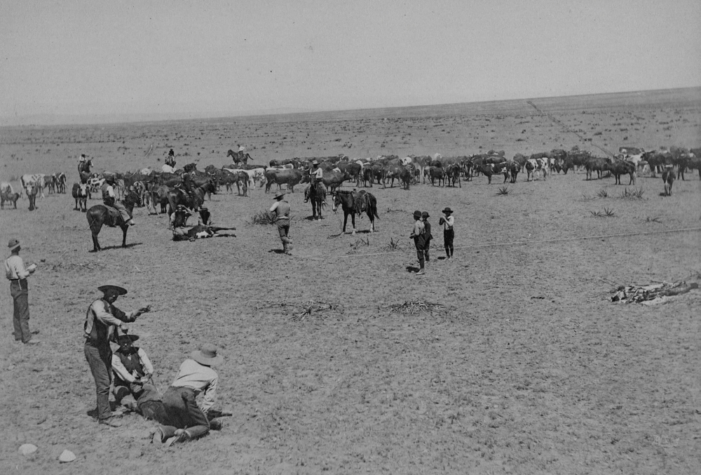 Branding At Texas Ranch, Ca 18801890. Cowboys, Ranch Hands, Even