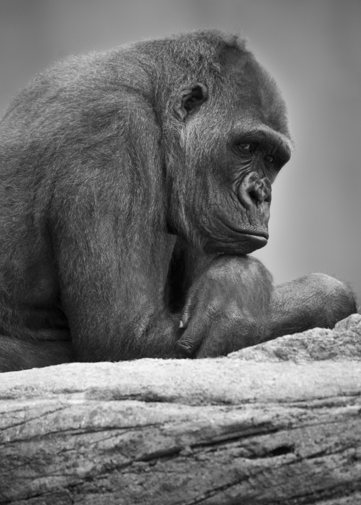 Gorilla paper coupon code free shipping