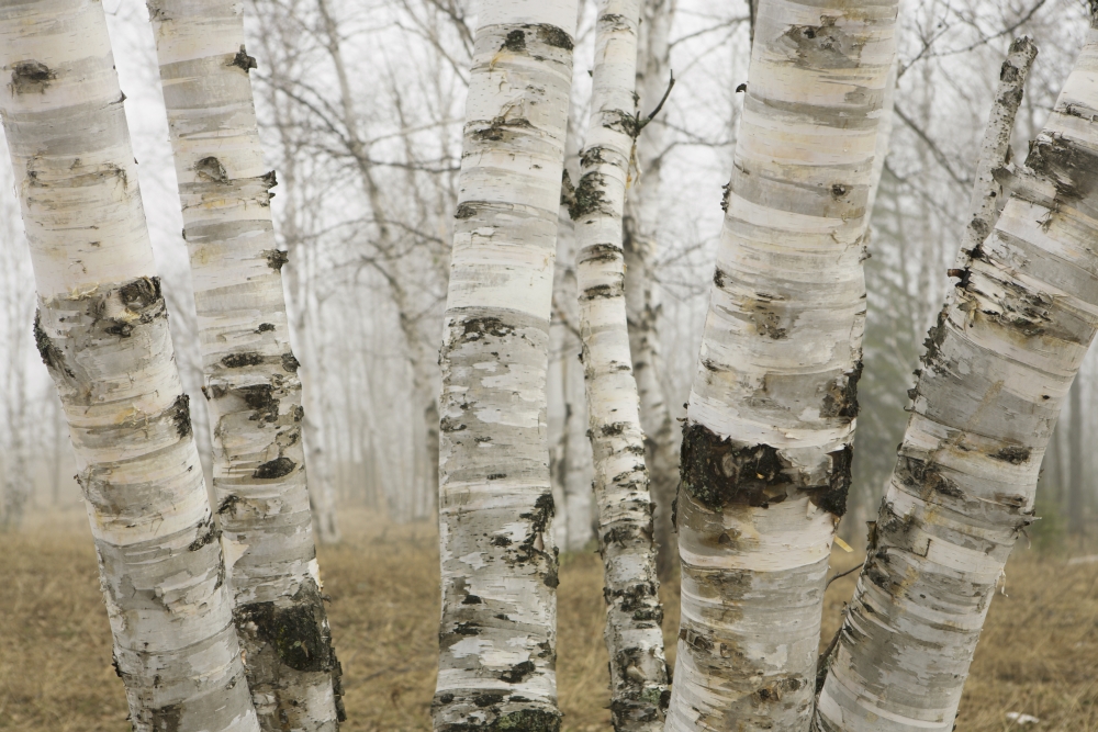 birch tree guys We start every project by providing a thorough consultation and following with a job that will insure that we will be the tree guy fostoria, birch run. birch tree guys We start every project by providing a thorough consultation and following with a job that will insure that we will be the tree guy fostoria, birch run.