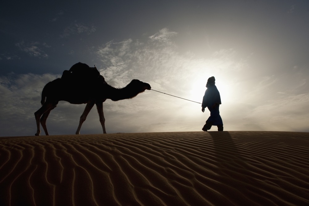 Silhouette Of Berber Leading Camel Across Sand Dunes At Dusk