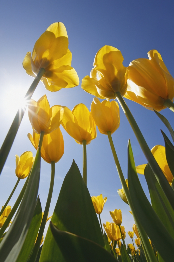 Yellow Tulips Against A Blue Sky At Wooden Shoe Tulip Farm
