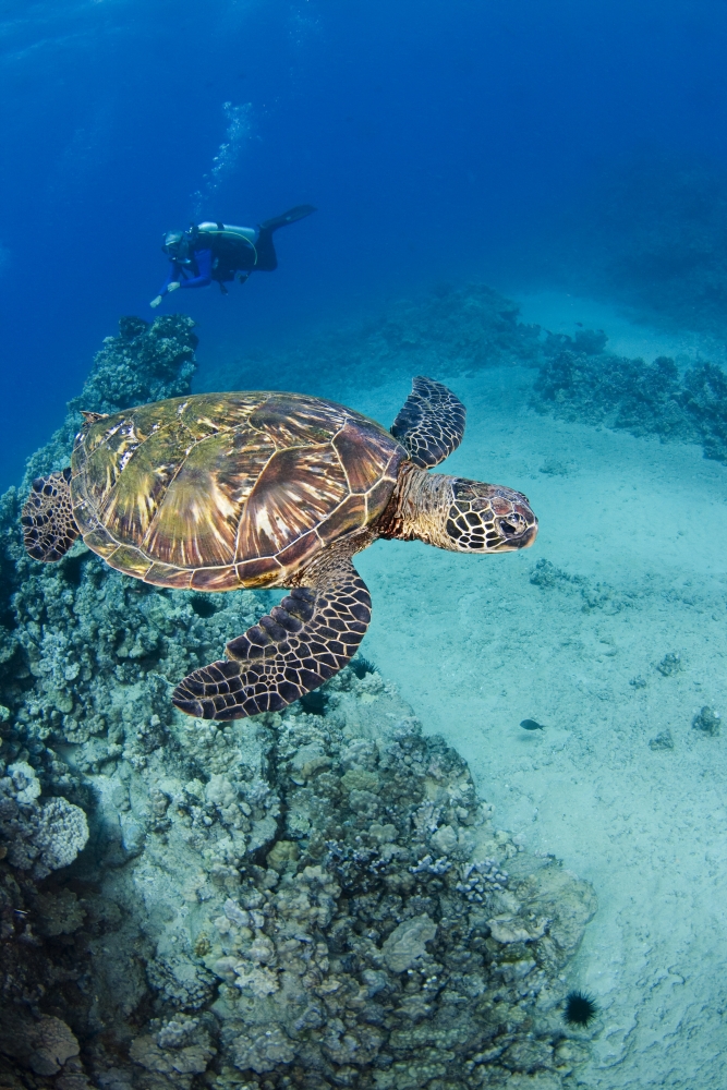 an introduction to the green turtle species chelonia mydas A nesting female green sea turtle lays her eggs conservation chelonia mydas introduction green sea . an introduction to the green turtle species chelonia mydas A nesting female green sea turtle lays her eggs conservation chelonia mydas introduction green sea .