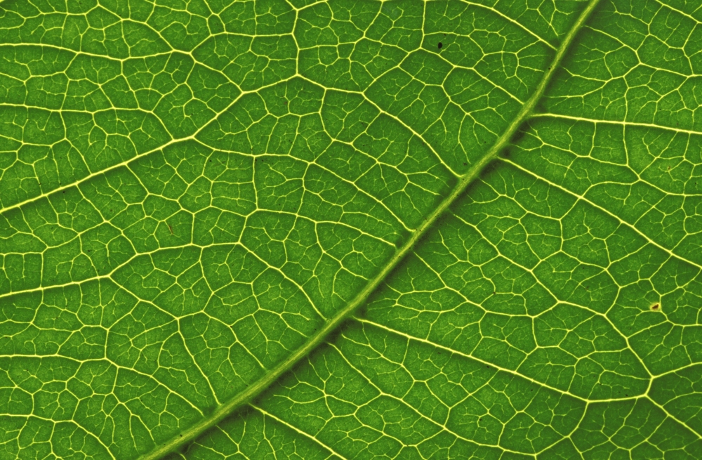 close-up-detail-of-leaf-with-vein-patterns-beautiful-texture-poster-tanga