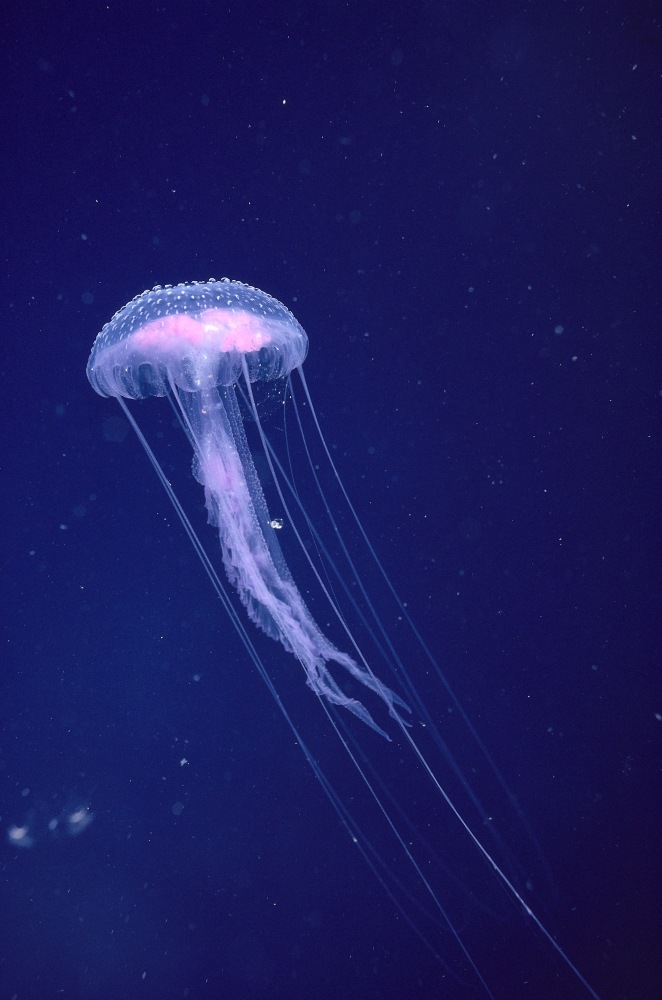 Hawaii, Jellyfish With Long Tentacles In Blue Sparkling Ocean A88E PosterPrint Item