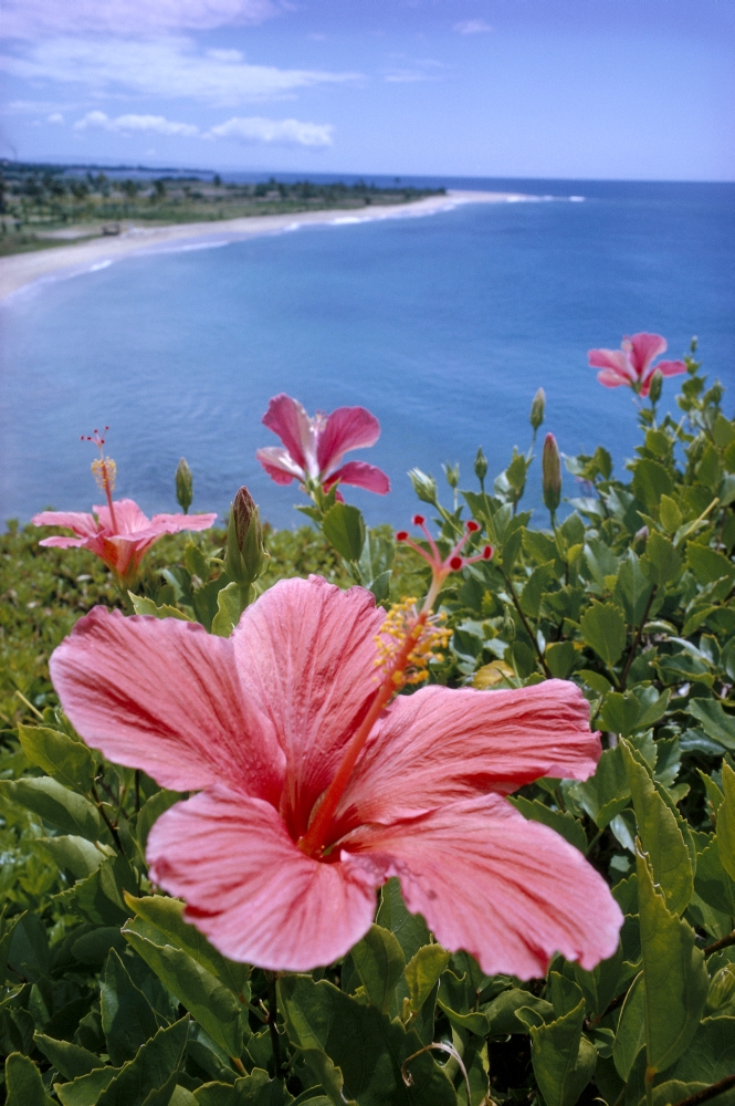 【pink hawaii】 DPI1998899.jpg