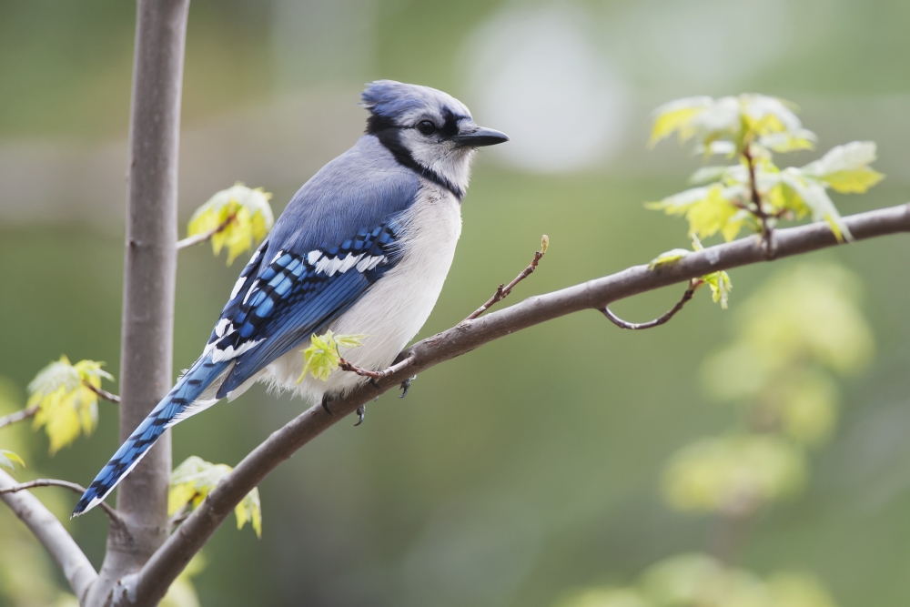 Blue Jay (Cyanocitta cristata) in red maple tree.