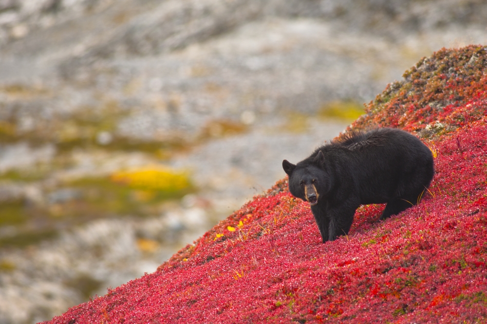 Winterberry: The Gift that Keeps on Giving — First Light Wildlife