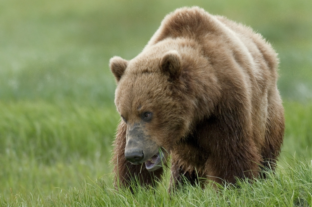 Bears in Alaska's Hallo Bay Are Changing What They Eat