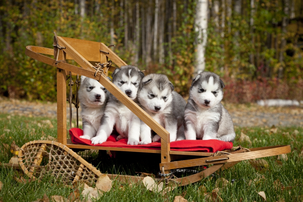Pure-Bred Siberian Husky Puppies In Small Wooden Dog Sled, Alaska