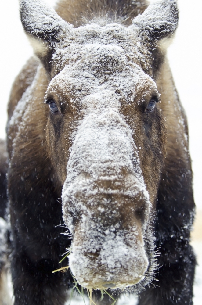Moose deals canada