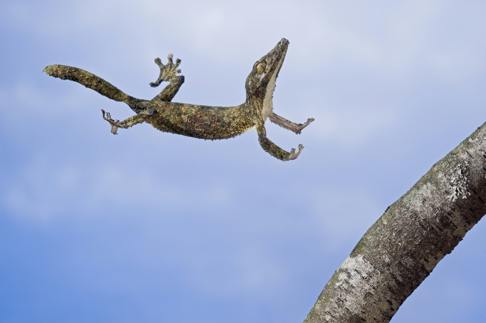 【美品】OZWRT Agave Leaf Tailed Gecko 17cm 美品】OZWRT Agave Leaf Tailed Gecko 17cm - メルカリ