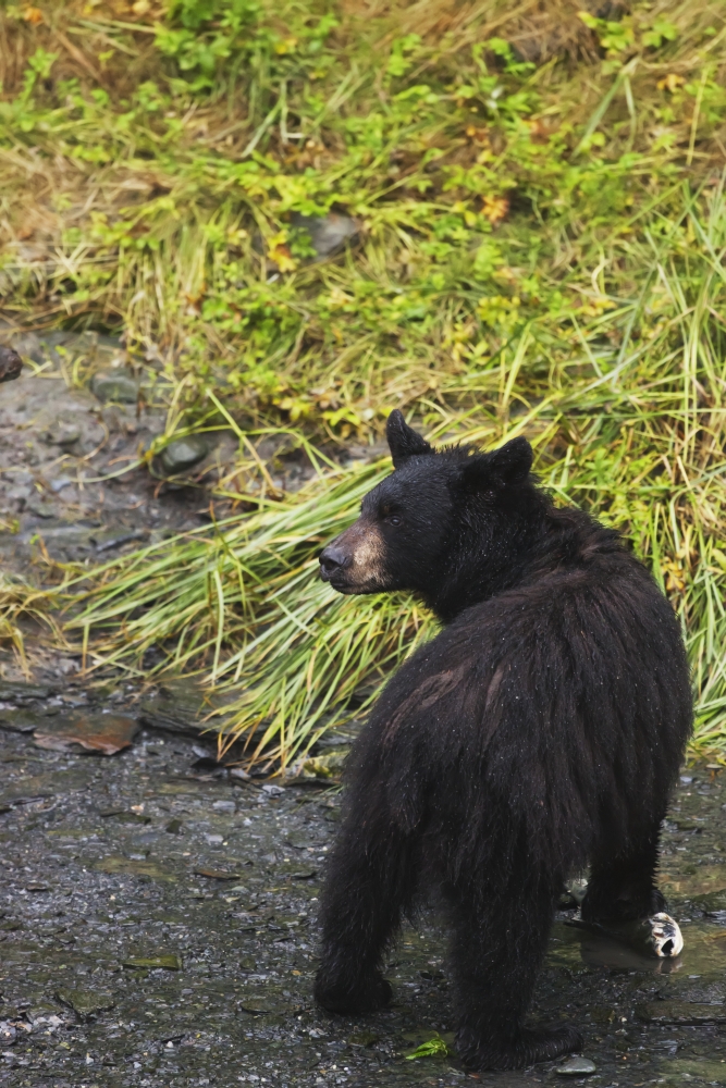 Black bear (Ursus americanus) feeding on pink salmon along Dayville Road; Valdez, Alaska, United