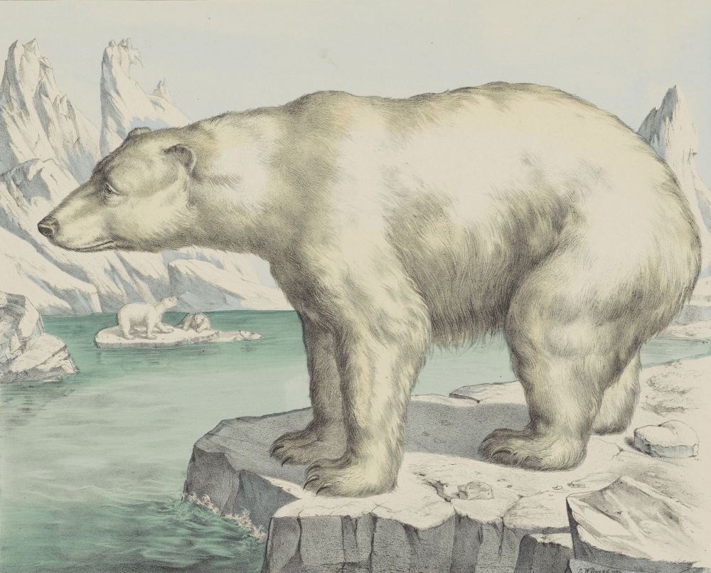 NORDISK■Uni Painting Polar Bear Short-Sleeved ■送料込 $_57.JPG?set_id=880000500F