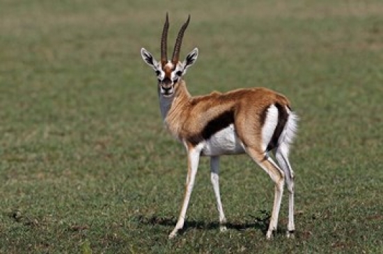 Thomson's Gazelle antelope, Maasai Mara, Kenya Poster Print by