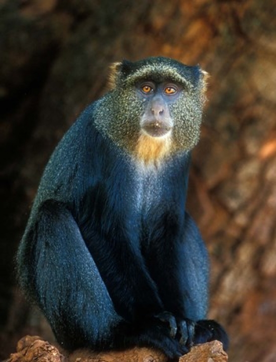 38灯　38explore×natural mountain monkeys 38Explore 38灯(NMM Monkey Ver.) ライト・ランタン