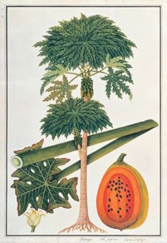 Papaya paper coupons