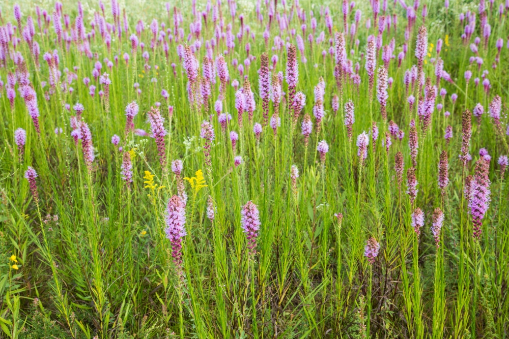 blooming prairie guys Find thaw guys company details - plumbers in blooming prairie mn let ehardhat help you do the research before you hire. blooming prairie guys Find thaw guys company details - plumbers in blooming prairie mn let ehardhat help you do the research before you hire.