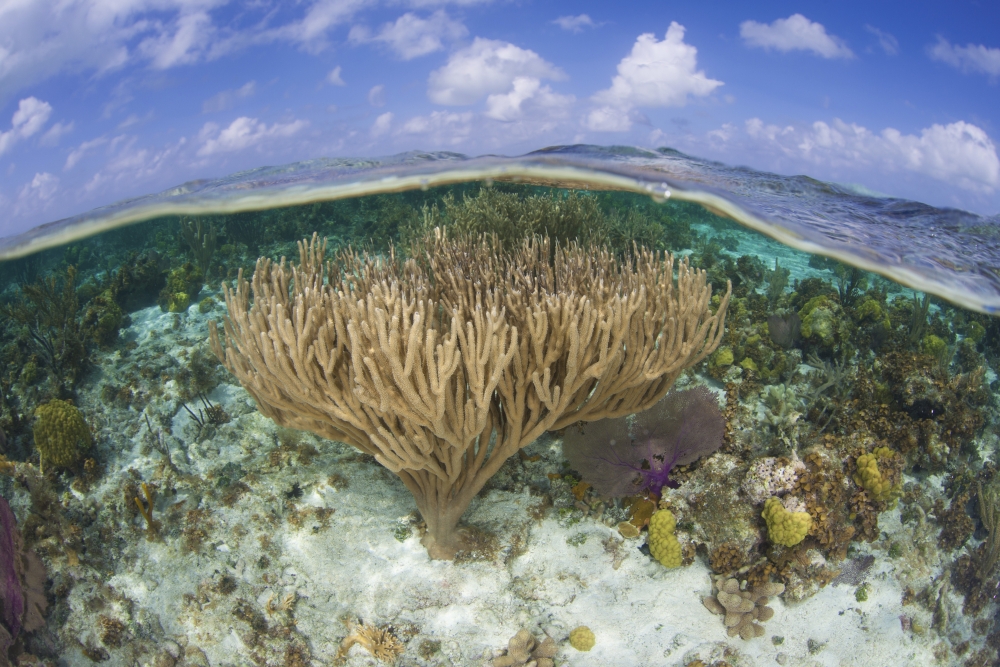 Colorful and reefbuilding corals grow in shallow water near