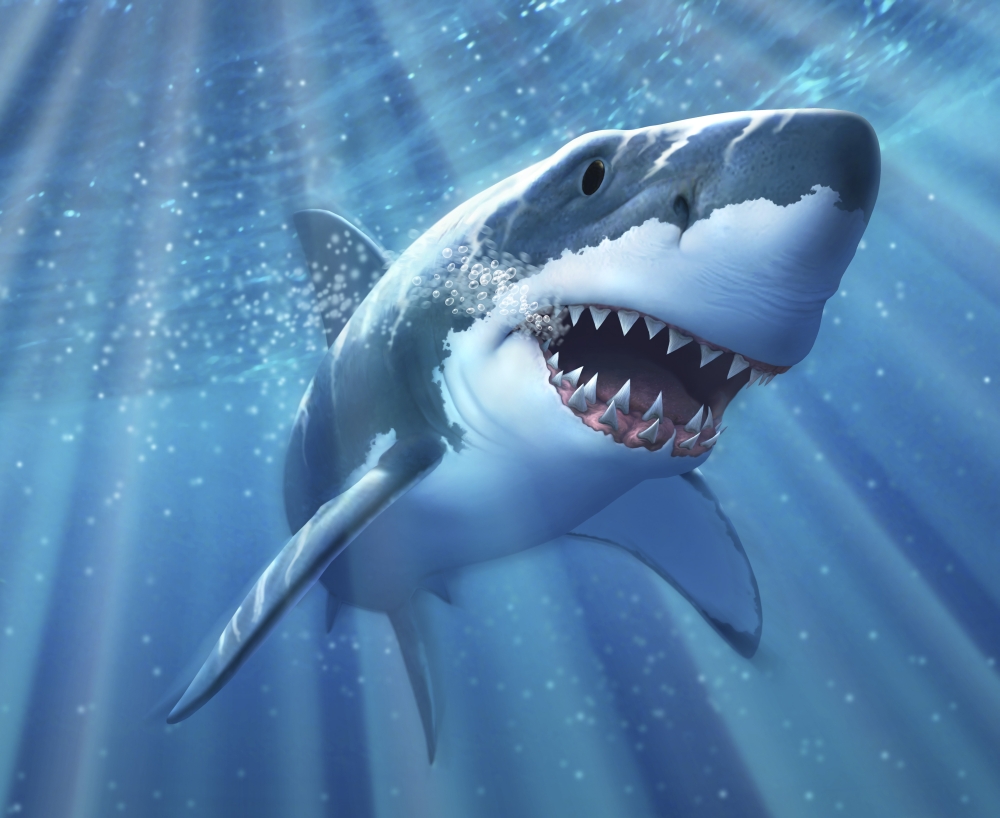 A Great White Shark with sunrays just below the surface Poster