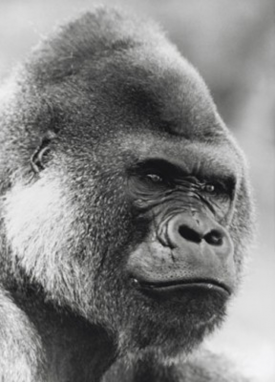 Gorilla paper coupon code free shipping